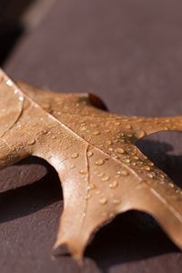 Preview wallpaper leaf, oak, dry, drops