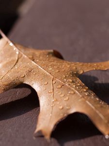 Preview wallpaper leaf, oak, dry, drops