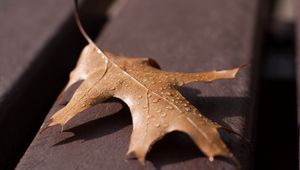 Preview wallpaper leaf, oak, dry, drops