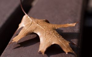 Preview wallpaper leaf, oak, dry, drops