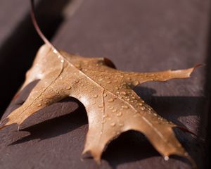 Preview wallpaper leaf, oak, dry, drops