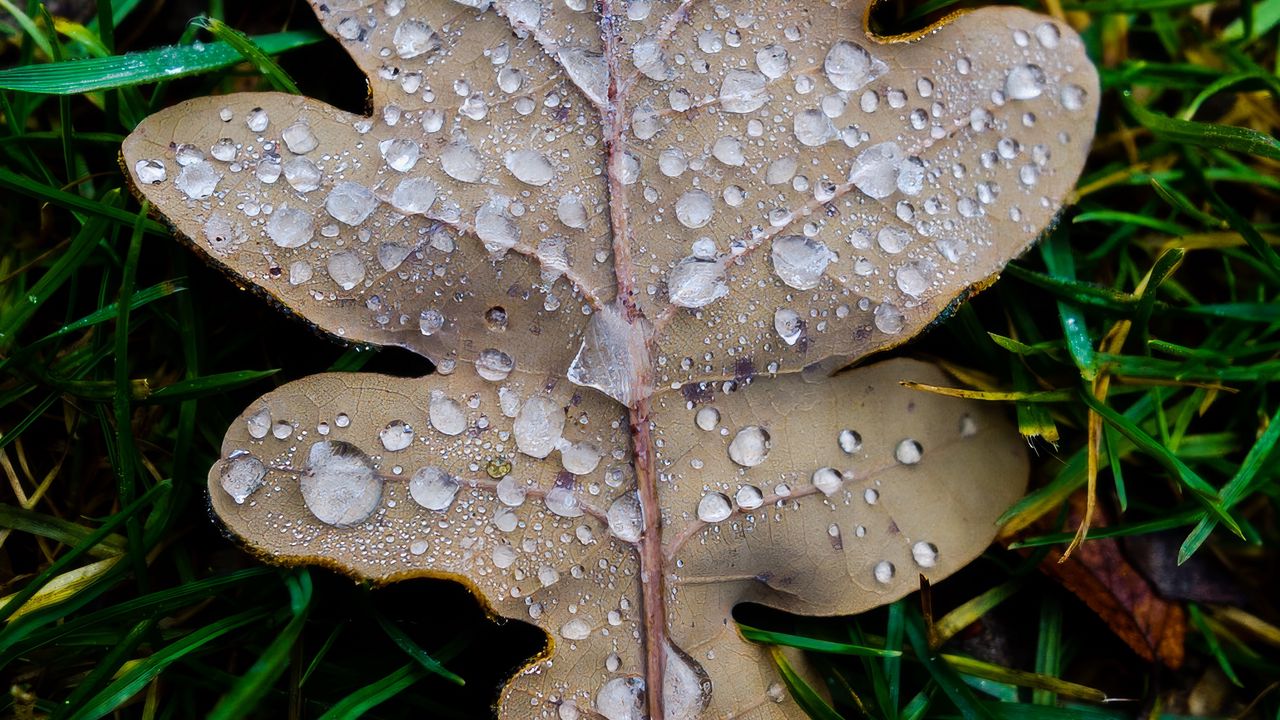 Wallpaper leaf, oak leaf, drops, macro, frost, grass