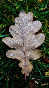 Preview wallpaper leaf, oak leaf, drops, macro, frost, grass