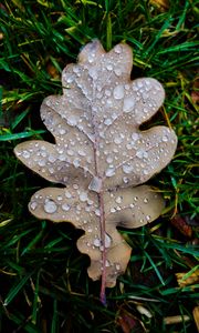 Preview wallpaper leaf, oak leaf, drops, macro, frost, grass