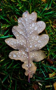 Preview wallpaper leaf, oak leaf, drops, macro, frost, grass