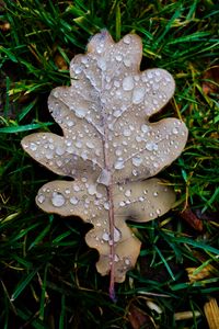 Preview wallpaper leaf, oak leaf, drops, macro, frost, grass