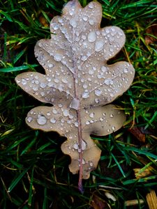 Preview wallpaper leaf, oak leaf, drops, macro, frost, grass