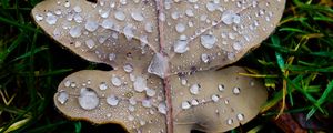 Preview wallpaper leaf, oak leaf, drops, macro, frost, grass