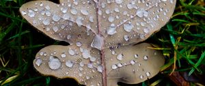 Preview wallpaper leaf, oak leaf, drops, macro, frost, grass