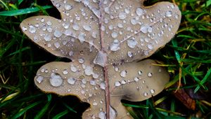 Preview wallpaper leaf, oak leaf, drops, macro, frost, grass