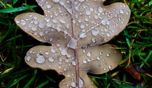 Preview wallpaper leaf, oak leaf, drops, macro, frost, grass