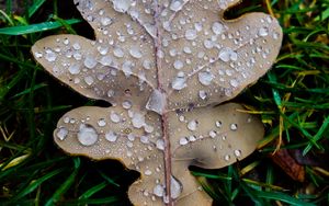 Preview wallpaper leaf, oak leaf, drops, macro, frost, grass