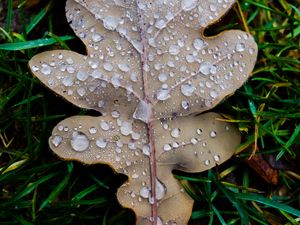 Preview wallpaper leaf, oak leaf, drops, macro, frost, grass