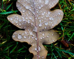 Preview wallpaper leaf, oak leaf, drops, macro, frost, grass