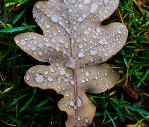 Preview wallpaper leaf, oak leaf, drops, macro, frost, grass