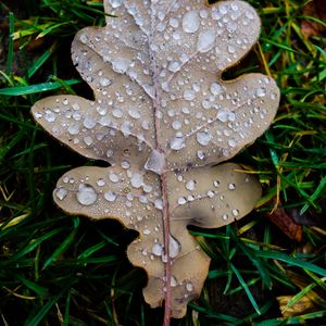 Preview wallpaper leaf, oak leaf, drops, macro, frost, grass