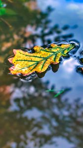 Preview wallpaper leaf, oak, water, reflection, macro
