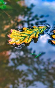 Preview wallpaper leaf, oak, water, reflection, macro