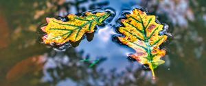 Preview wallpaper leaf, oak, water, reflection, macro