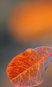 Preview wallpaper leaf, oiled, background, spot