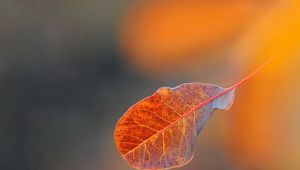 Preview wallpaper leaf, oiled, background, spot