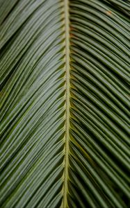 Preview wallpaper leaf, palm, branch, green, tropical