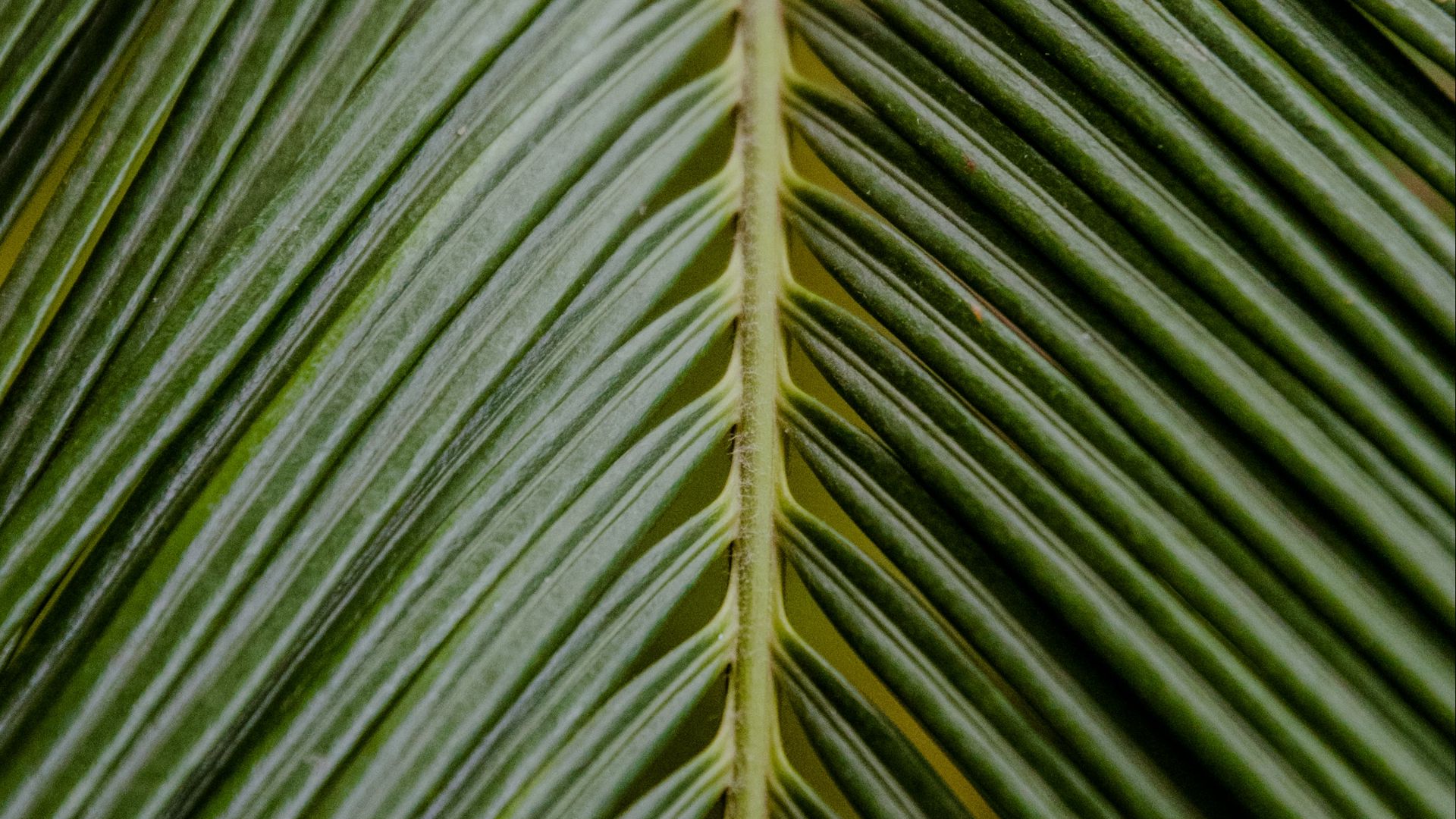 Download wallpaper 1920x1080 leaf, palm, branch, green, tropical full