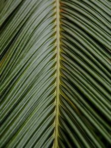 Preview wallpaper leaf, palm, branch, green, tropical