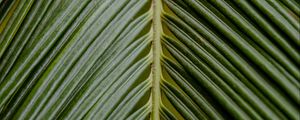 Preview wallpaper leaf, palm, branch, green, tropical