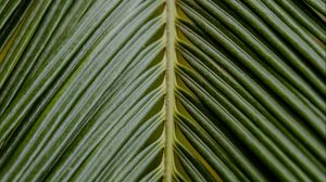 Preview wallpaper leaf, palm, branch, green, tropical