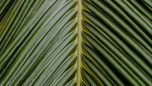 Preview wallpaper leaf, palm, branch, green, tropical