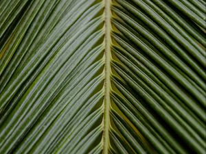 Preview wallpaper leaf, palm, branch, green, tropical