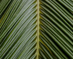 Preview wallpaper leaf, palm, branch, green, tropical