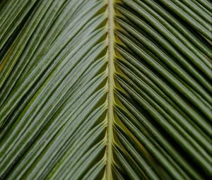 Preview wallpaper leaf, palm, branch, green, tropical