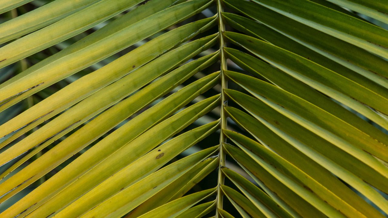 Wallpaper leaf, palm, branch, macro