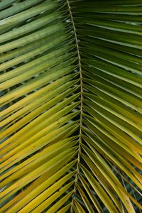 Preview wallpaper leaf, palm, branch, macro