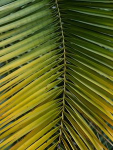 Preview wallpaper leaf, palm, branch, macro