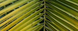 Preview wallpaper leaf, palm, branch, macro
