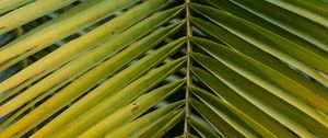 Preview wallpaper leaf, palm, branch, macro