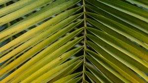Preview wallpaper leaf, palm, branch, macro