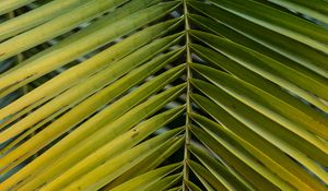 Preview wallpaper leaf, palm, branch, macro