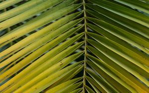 Preview wallpaper leaf, palm, branch, macro