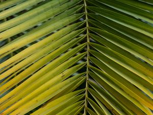 Preview wallpaper leaf, palm, branch, macro