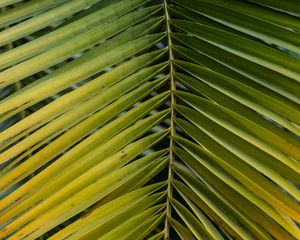 Preview wallpaper leaf, palm, branch, macro