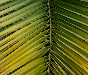 Preview wallpaper leaf, palm, branch, macro