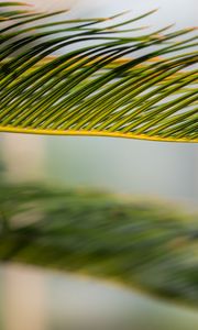 Preview wallpaper leaf, palm, green, macro