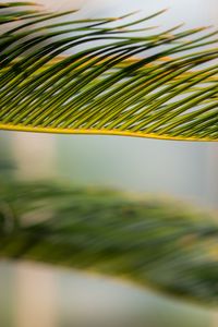 Preview wallpaper leaf, palm, green, macro
