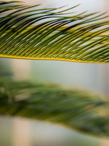 Preview wallpaper leaf, palm, green, macro