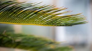 Preview wallpaper leaf, palm, green, macro