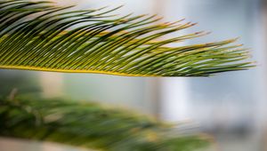 Preview wallpaper leaf, palm, green, macro
